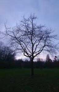 Annelies 04 - Kaal is ook prachtig